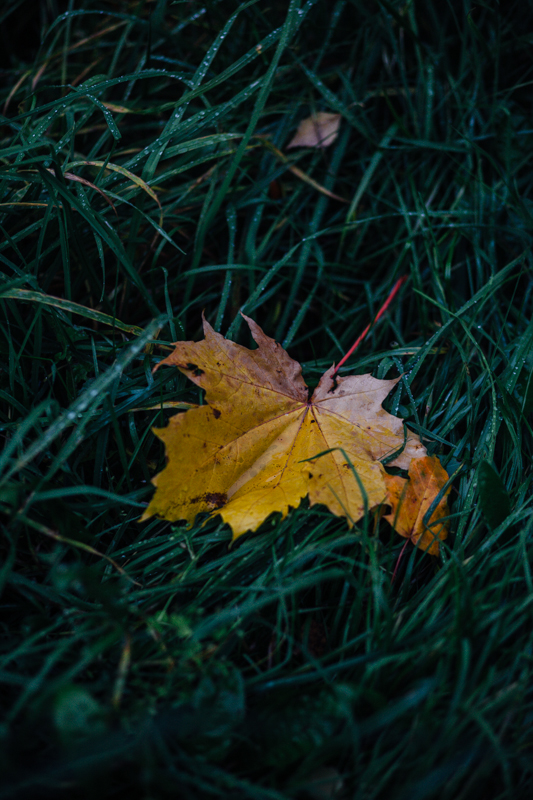 осенний лист упал фото осень петрозаводск