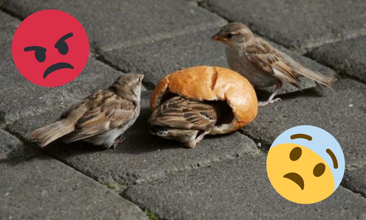 почему, птицы, хлеб