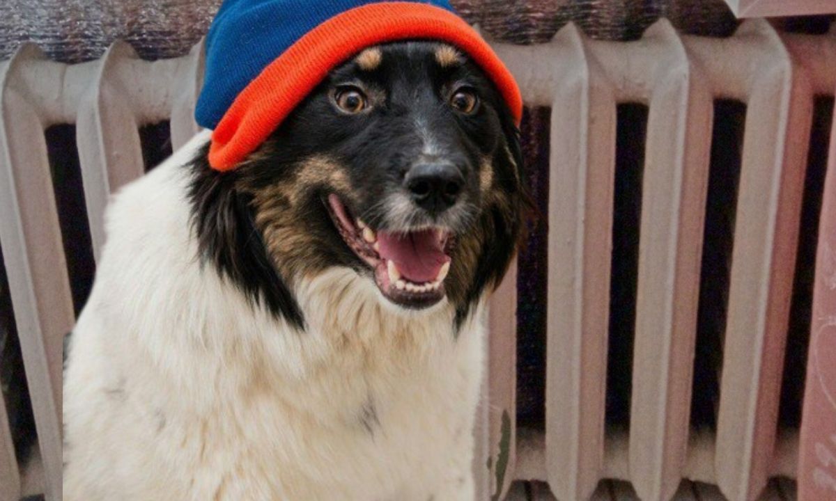 собака в шапке