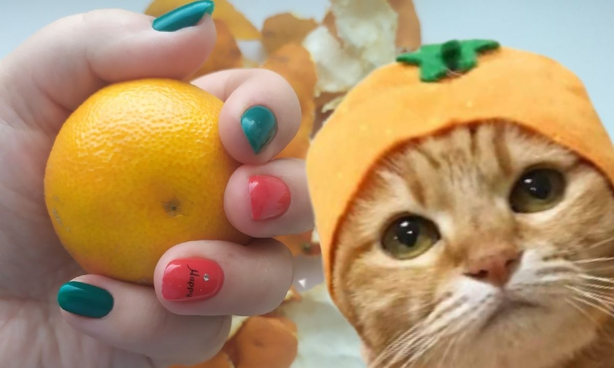 котик и мандарины