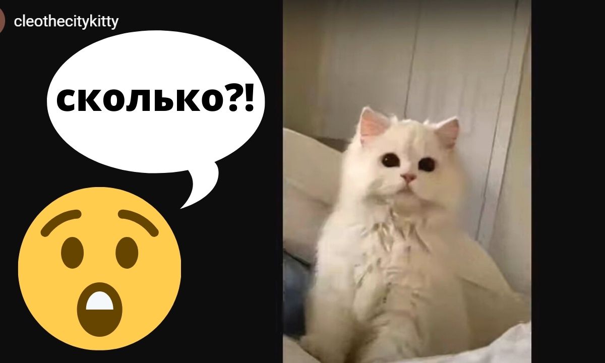 Как Выглядит Котенок В 4 Месяца Фото