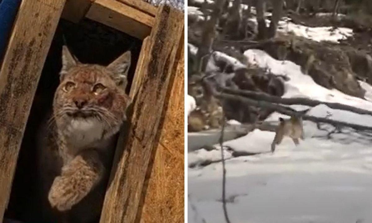 рысь в Петрозаводске