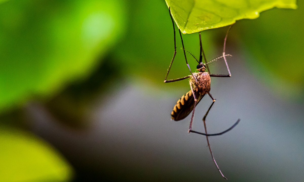 комар на природе
