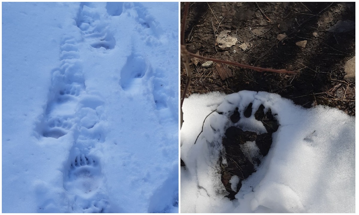 следы медведя на снегу