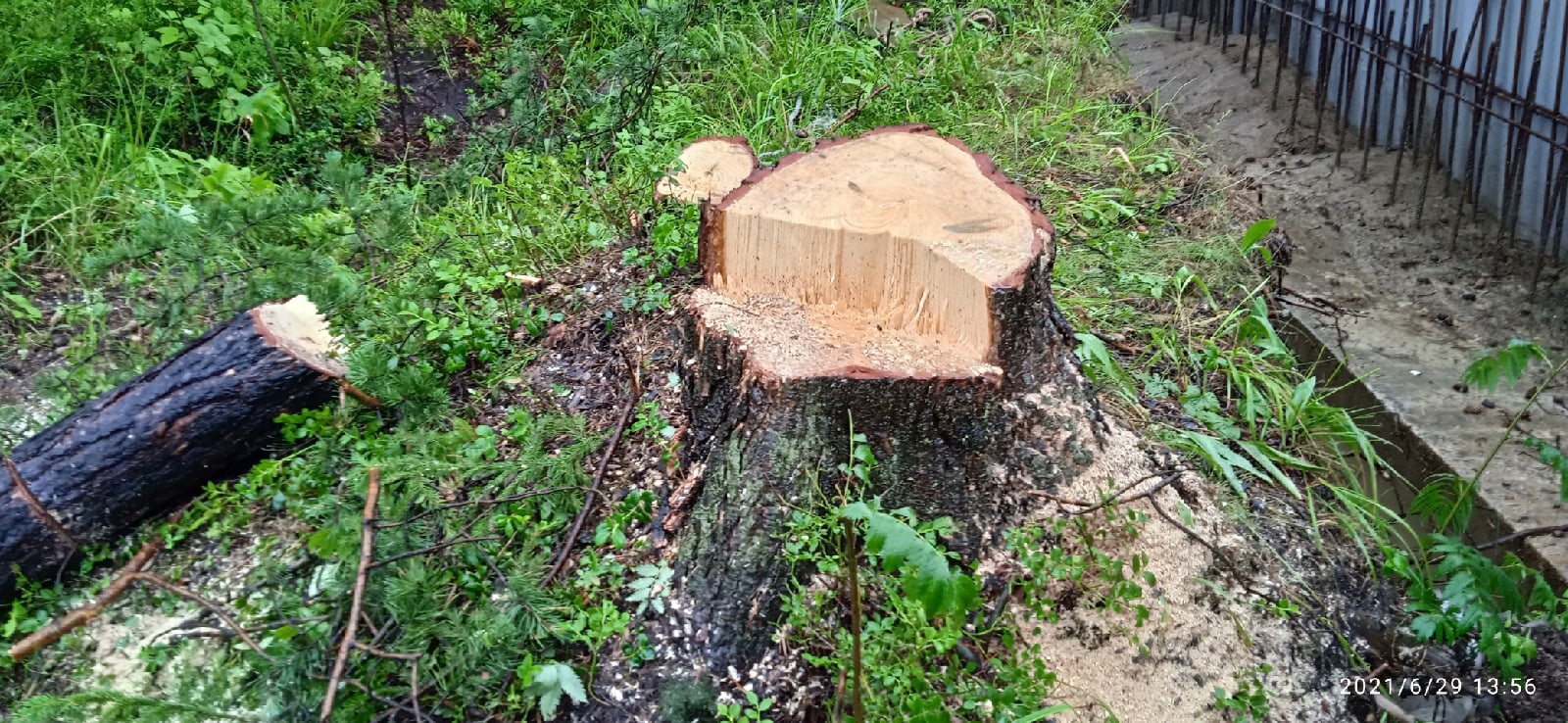 Петрозаводчане заметили новые вырубки деревьев в Каменном боре