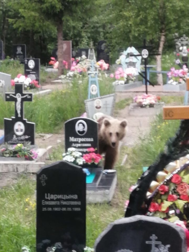 медведь пришел на кладбище