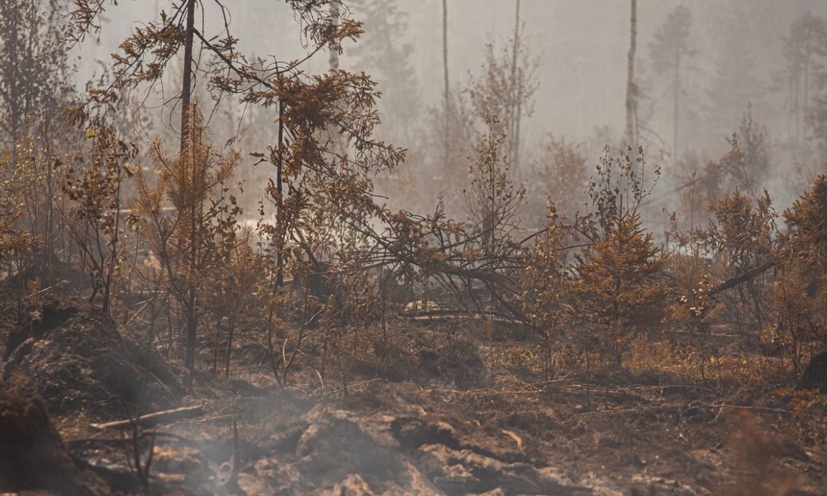 лес горит