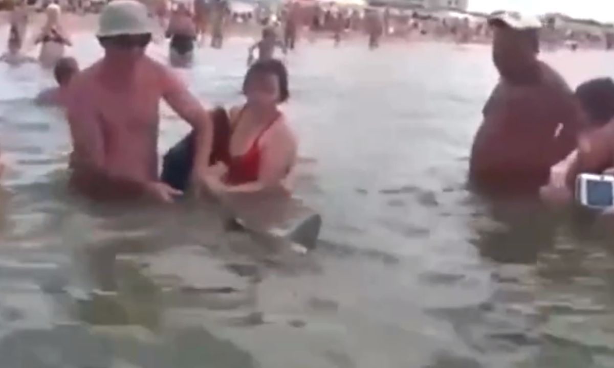 акула в анапе