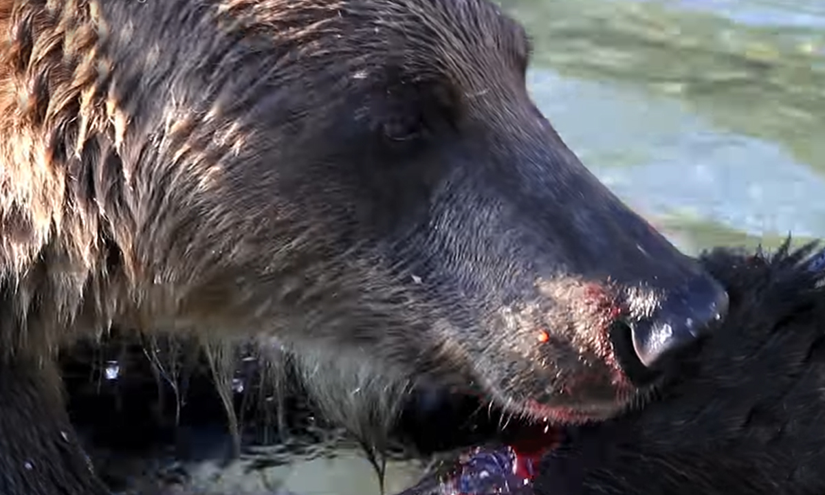 В природном парке медведь задрал туриста насмерть