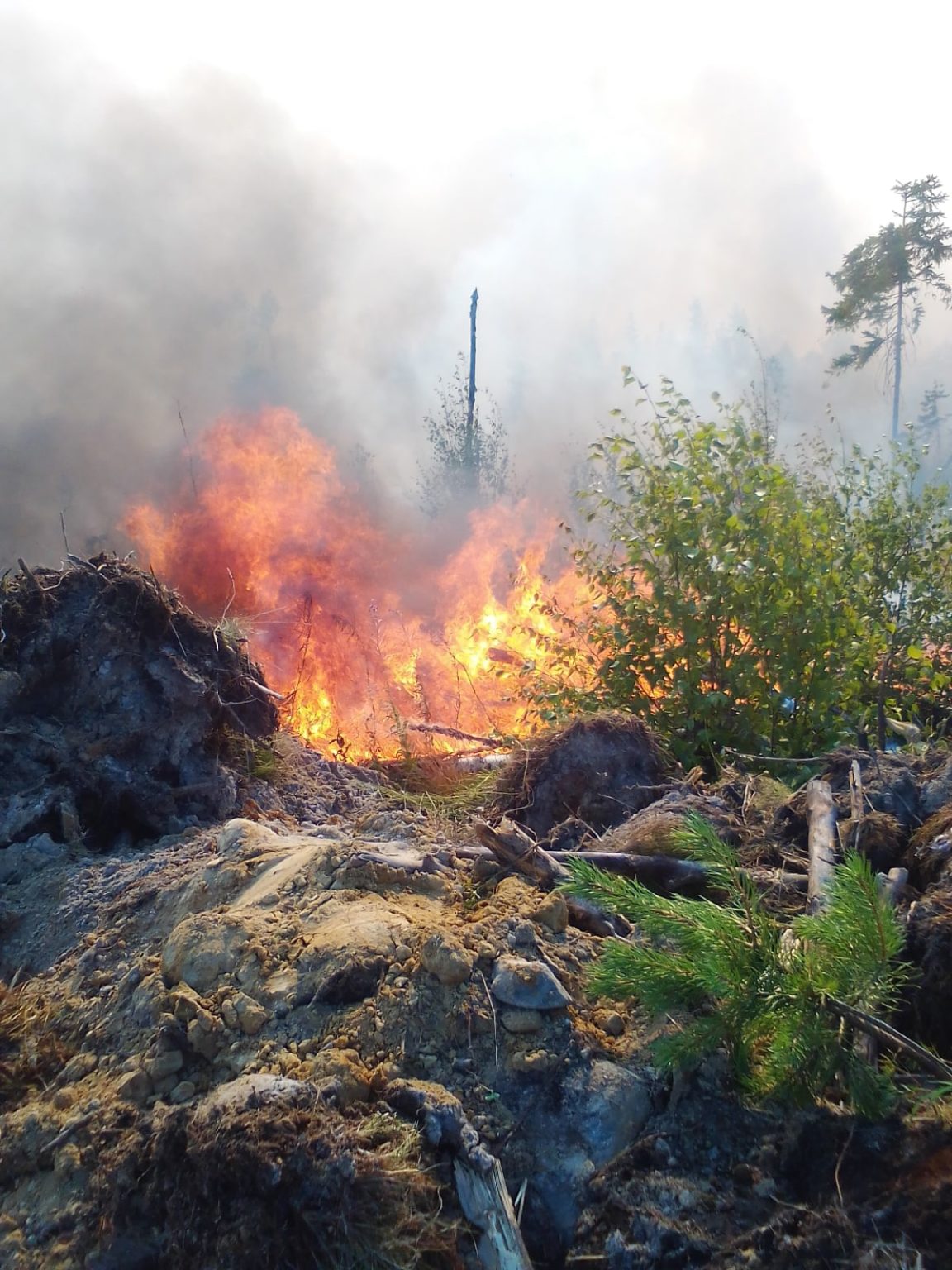 Лесной пожар в Карелии 2016