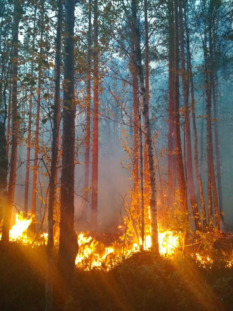 леса горят в карелии