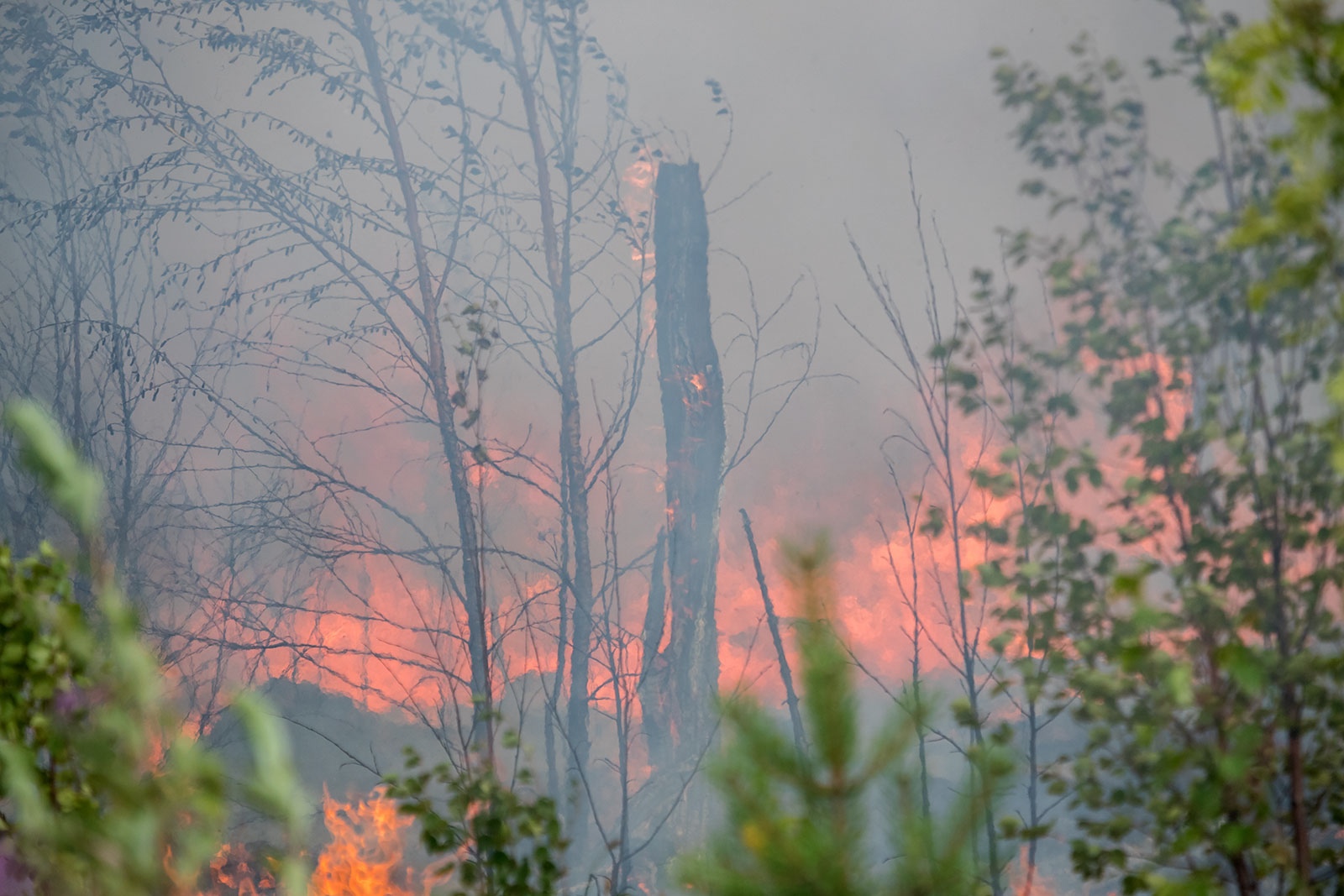 Пожары в карелии Самозеро