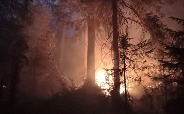 Пожар в лесу 
