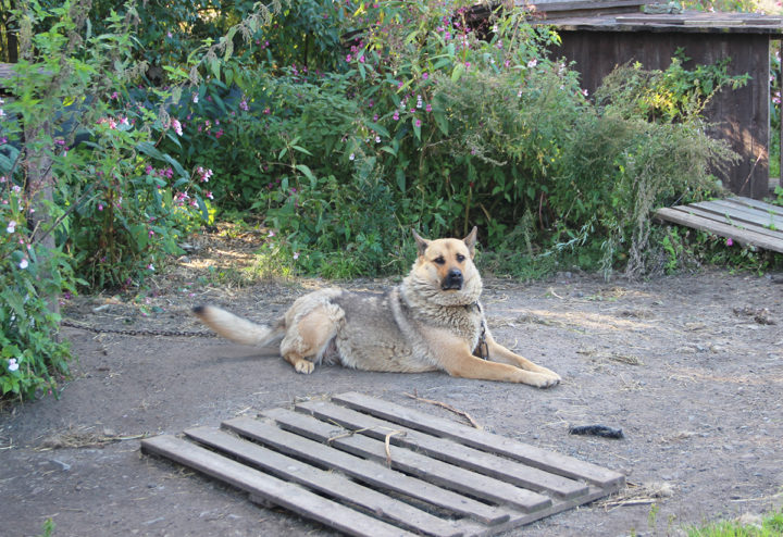 Собака на цепи