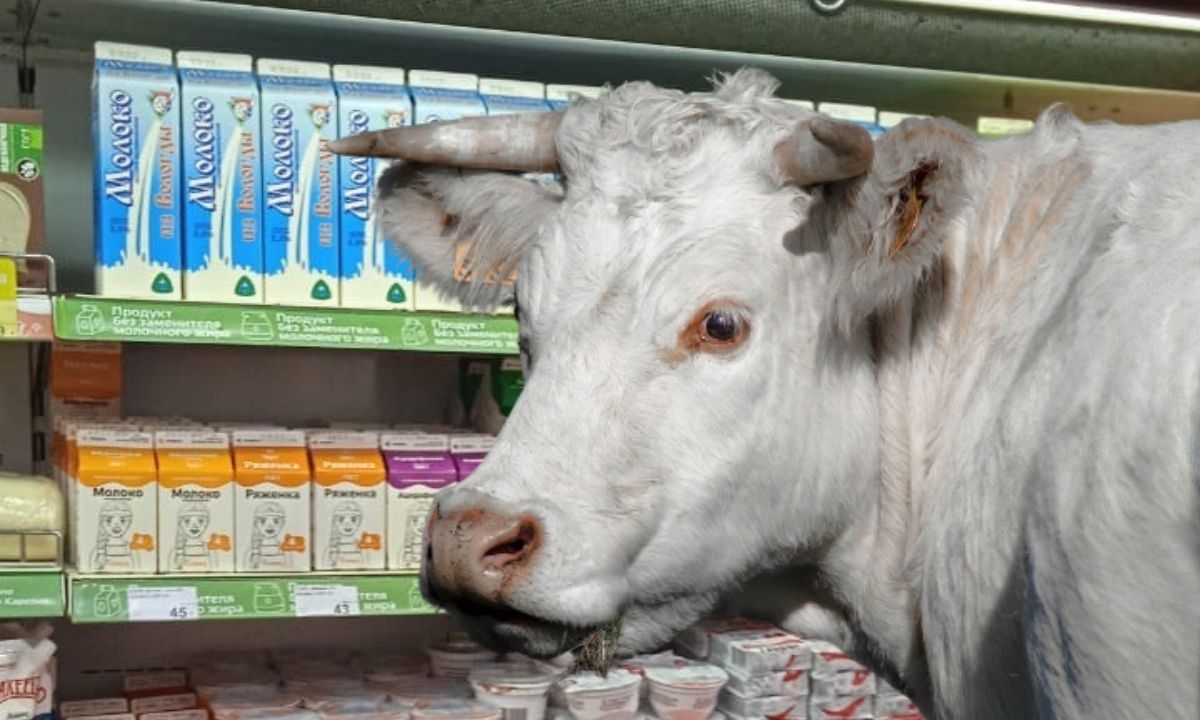 корова и молоко