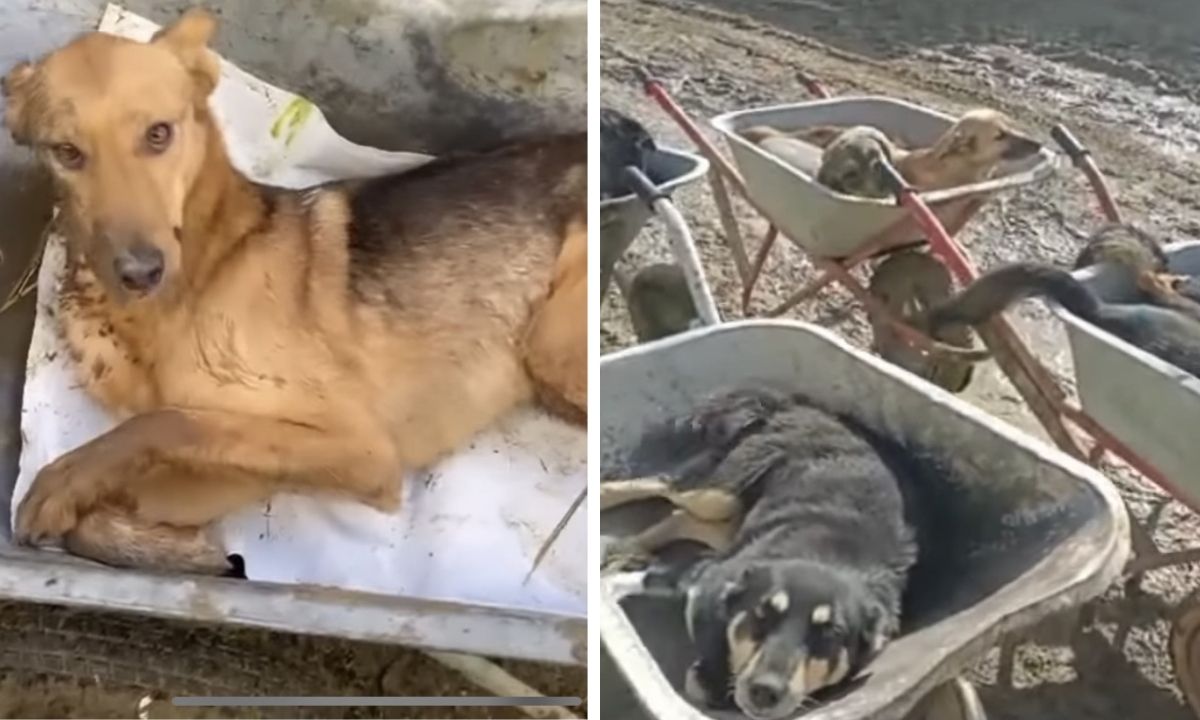 cобака, тележки, отравление, "лесной приют"