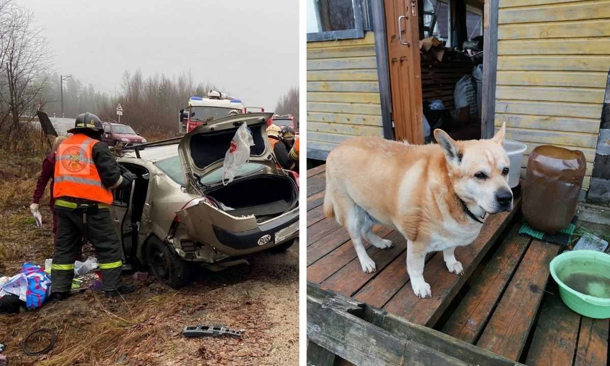 У погибших в страшной аварии пенсионеров остались два кота и собака |  03.11.2021 | Новости Петрозаводска - БезФормата