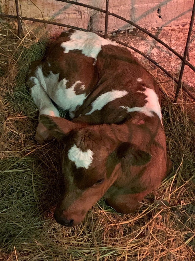 Телка 1 год. Телята рождаются с зубами. Янишполе ферма. Клонированный теленок родился в Краснодарском крае. Как назвать телочку девочку оранжевую корову.