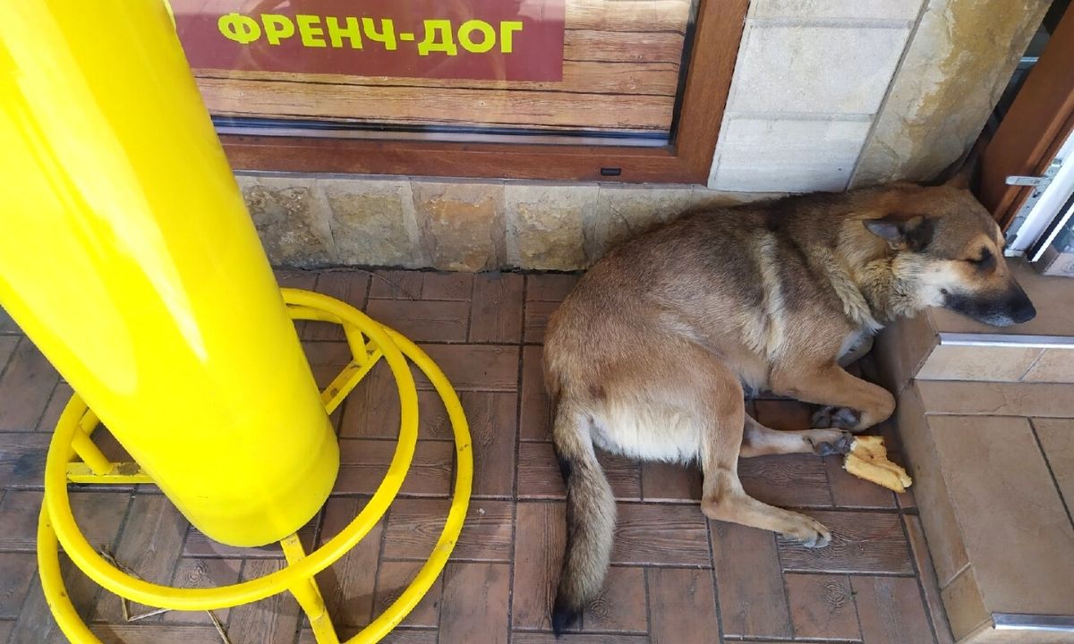 Вот вам веревка, ловите сами»: как избавить город от собачьих стай. Это в  силах сделать каждый из нас