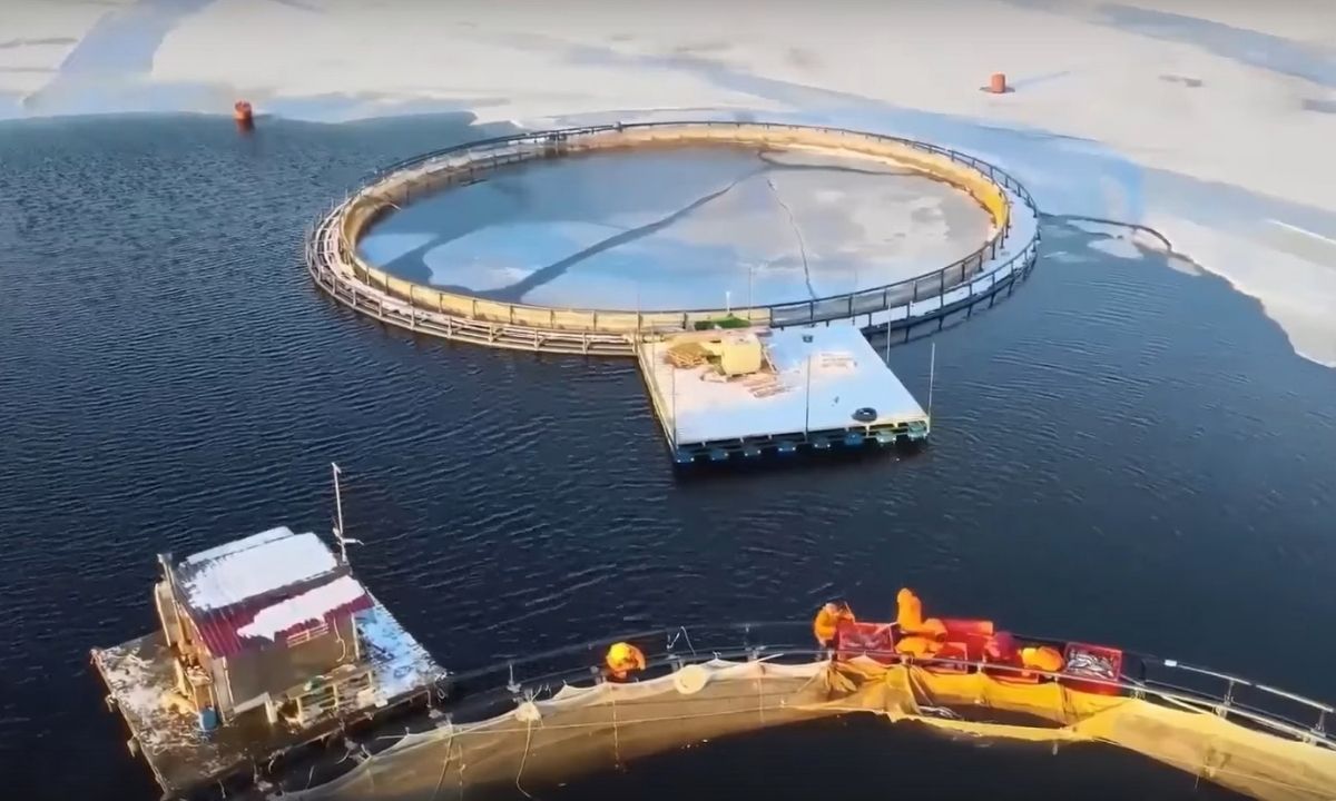 форелевая ферма