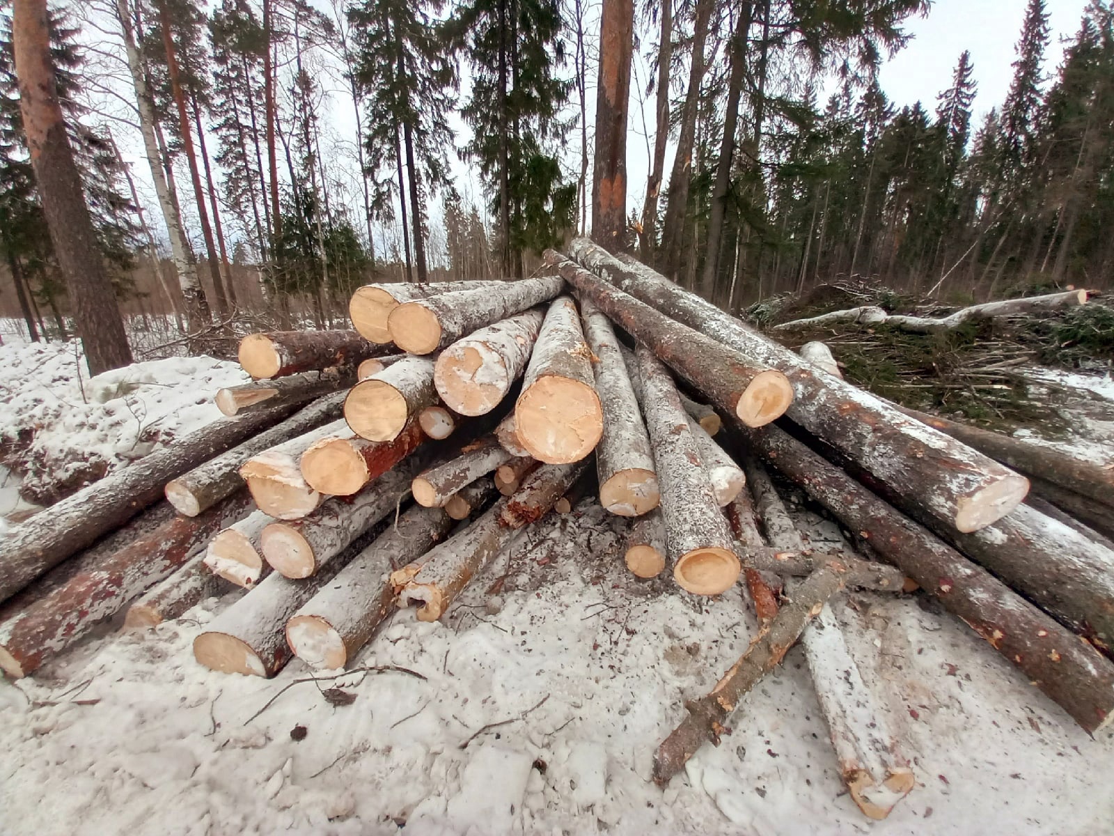 Лес рубят летят. Рубят лес. Лес щепки. Рубят лес под Петербургом.