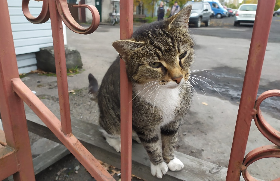 кот