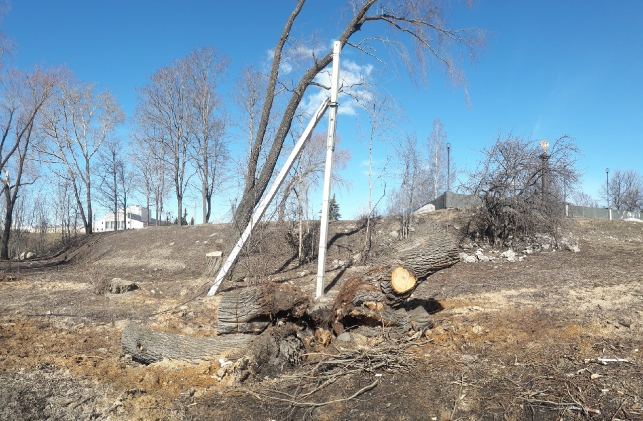 Почему вырубили свет. Вырубка деревьев в парке. Вырубка деревьев в тайге. Парк Мценск вырубили. Срубили дерево в парке.