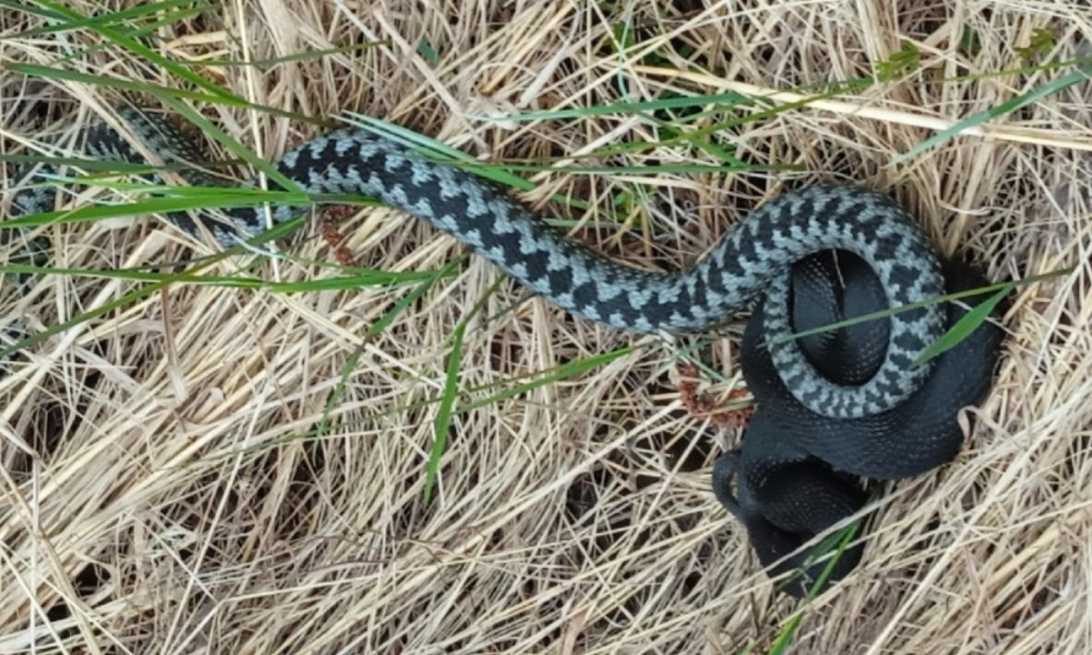 Осторожно: змея! Неожиданные встречи на природе и как их избегать - Новости