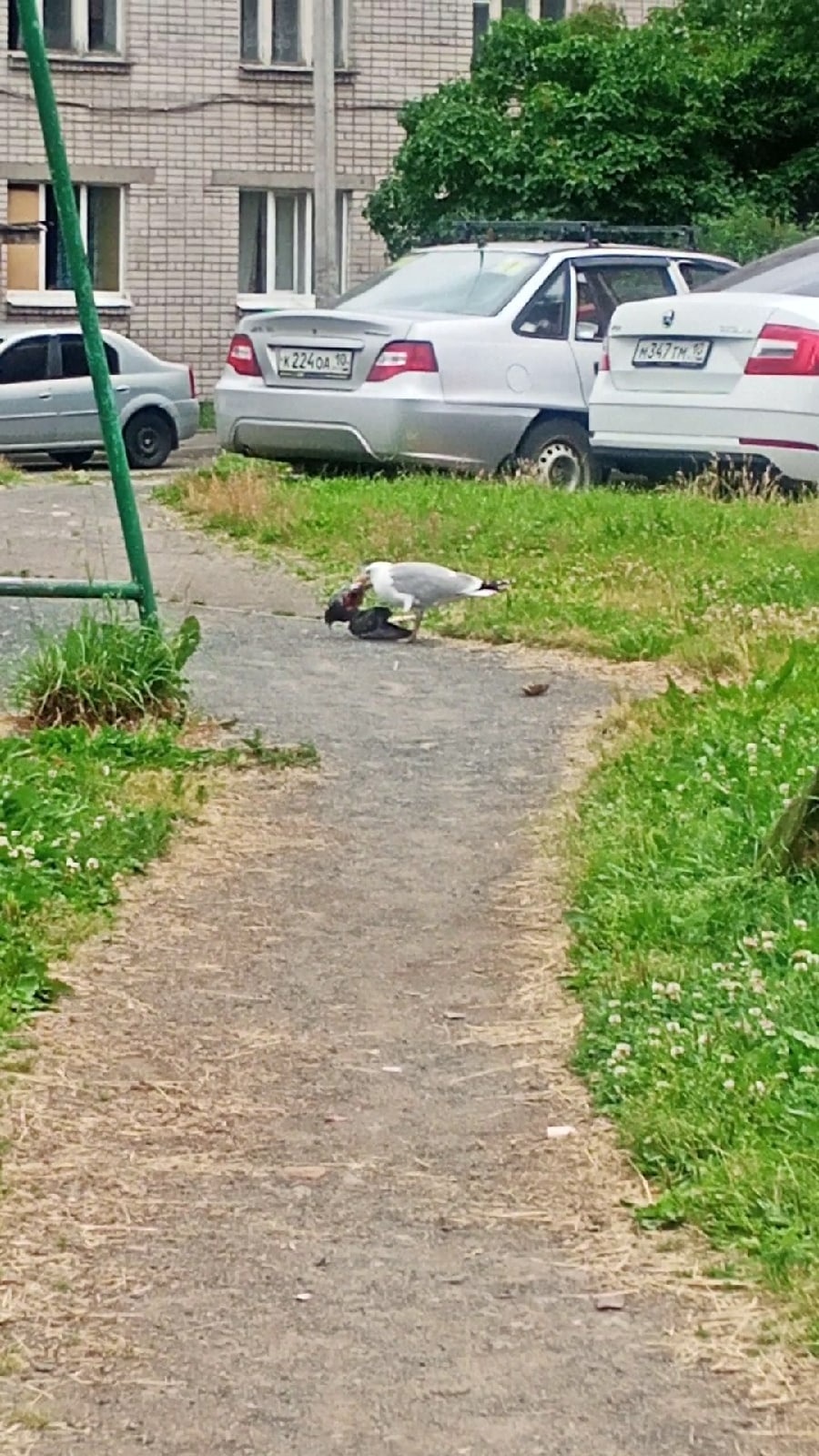 Макароны на голову и мертвый голубь на фасаде: петрозаводчане жалуются на  засилье птиц в городе