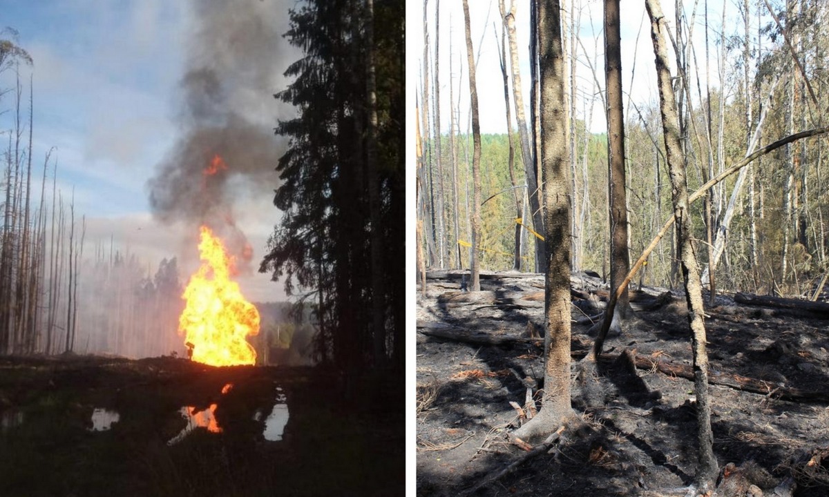 Взрыв газопровода белоярский. Лес после пожара. Лесной пожар фото. Взрыв леса.