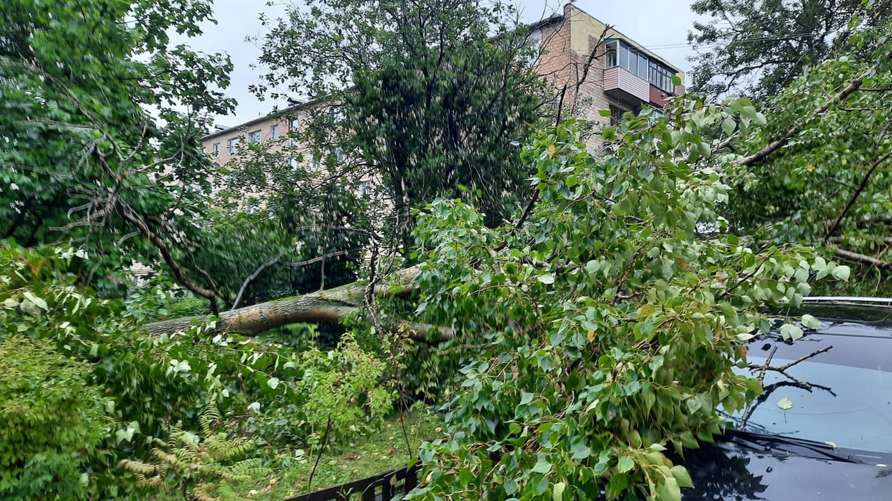 В Петрозаводске дерево упало на автомобили | 02.09.2022 | Новости  Петрозаводска - БезФормата