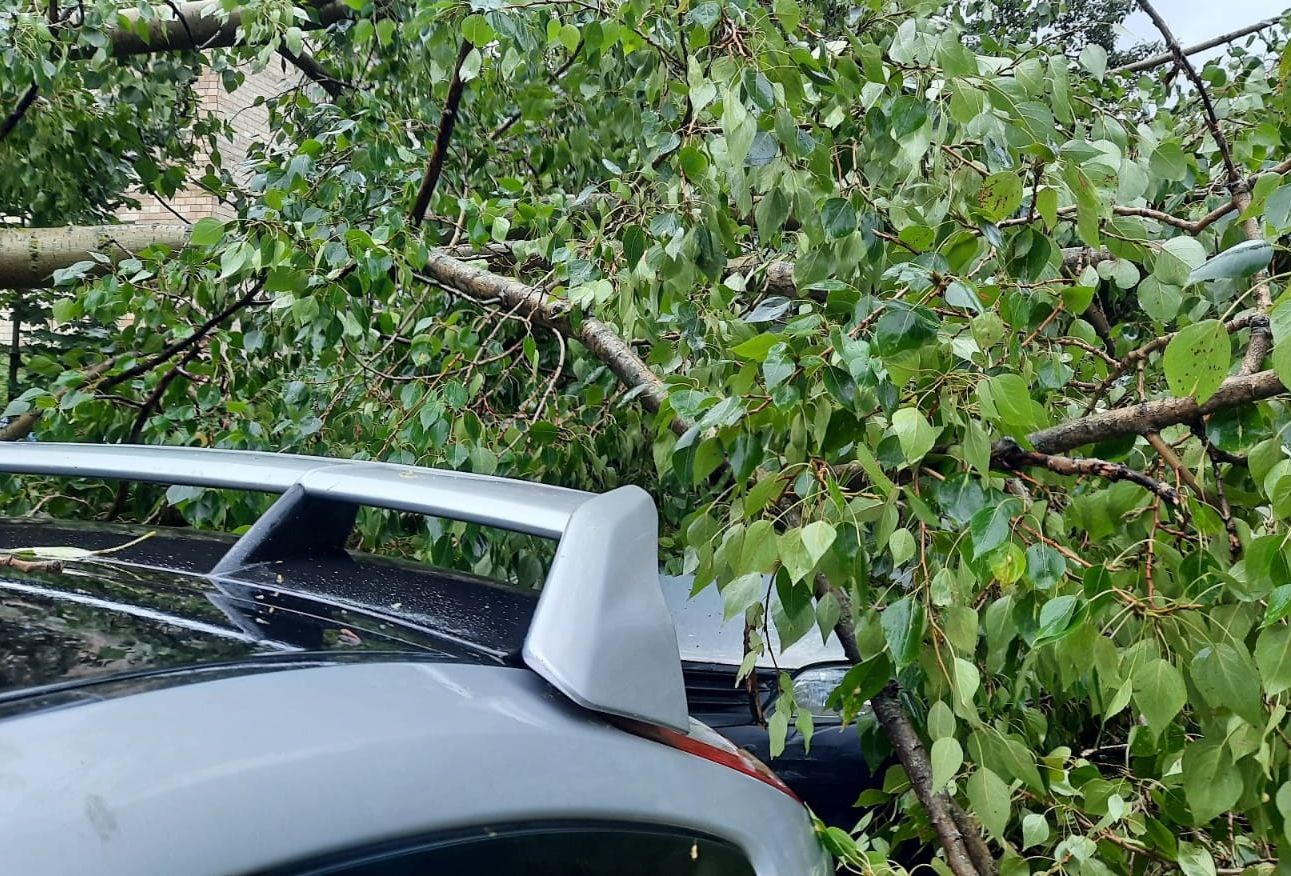 В Петрозаводске дерево упало на автомобили | 02.09.2022 | Новости  Петрозаводска - БезФормата