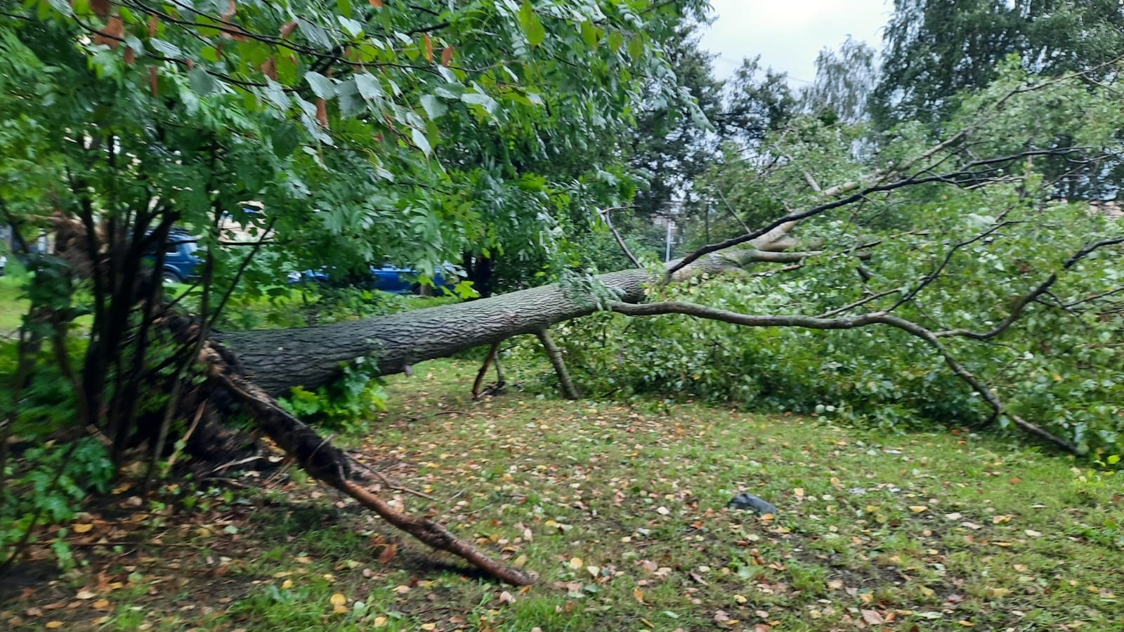 В Петрозаводске дерево упало на автомобили | 02.09.2022 | Новости  Петрозаводска - БезФормата