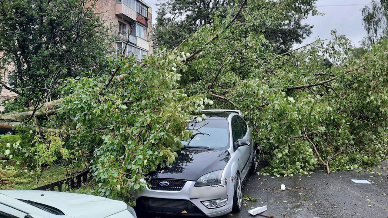 В Петрозаводске дерево упало на автомобили | 02.09.2022 | Новости  Петрозаводска - БезФормата