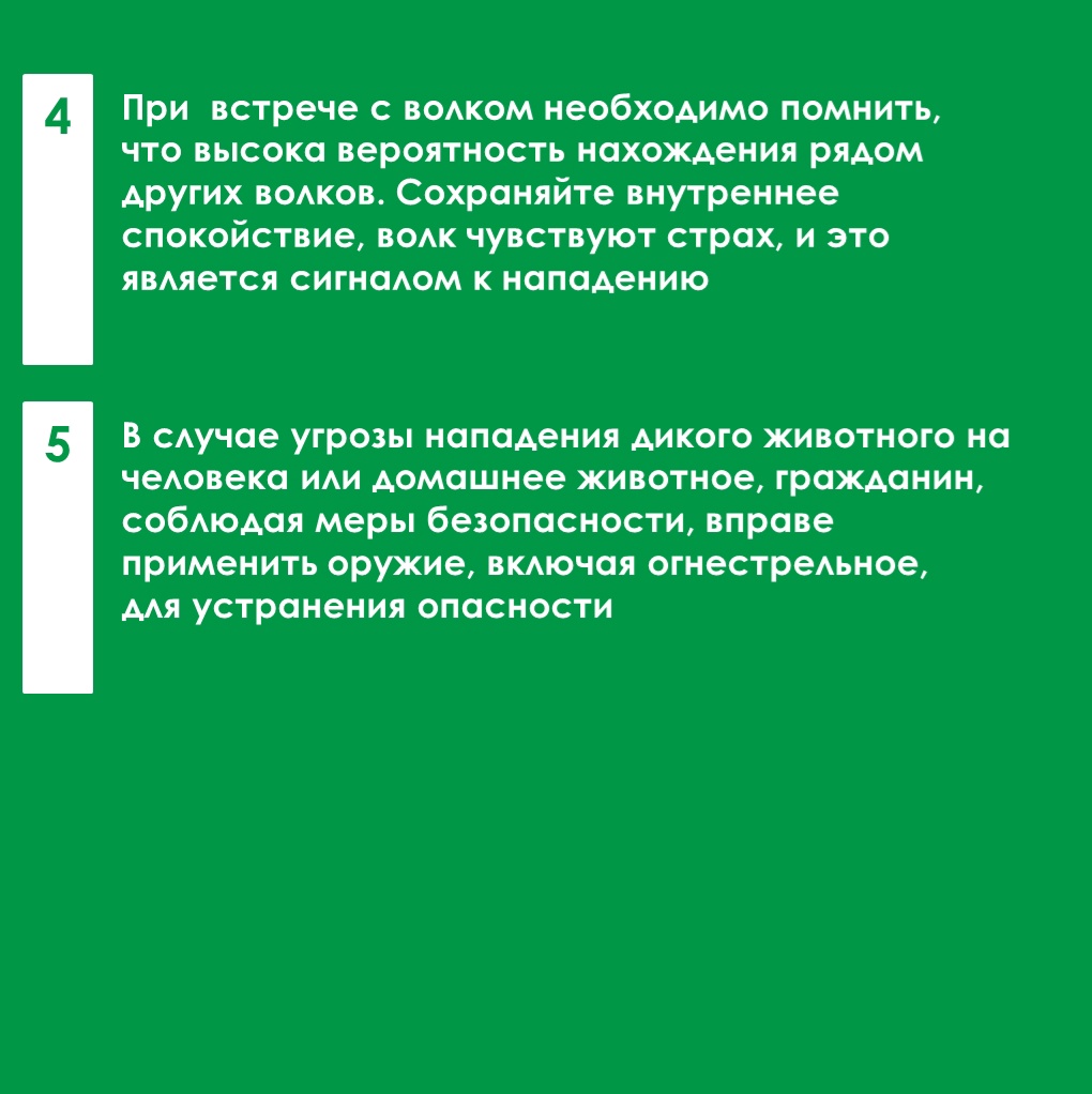 В Карелии началась охота на волков, которых заметили возле поселков