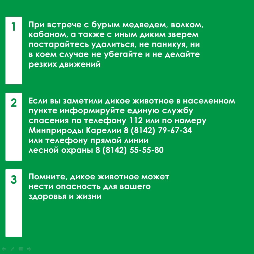 В Карелии началась охота на волков, которых заметили возле поселков