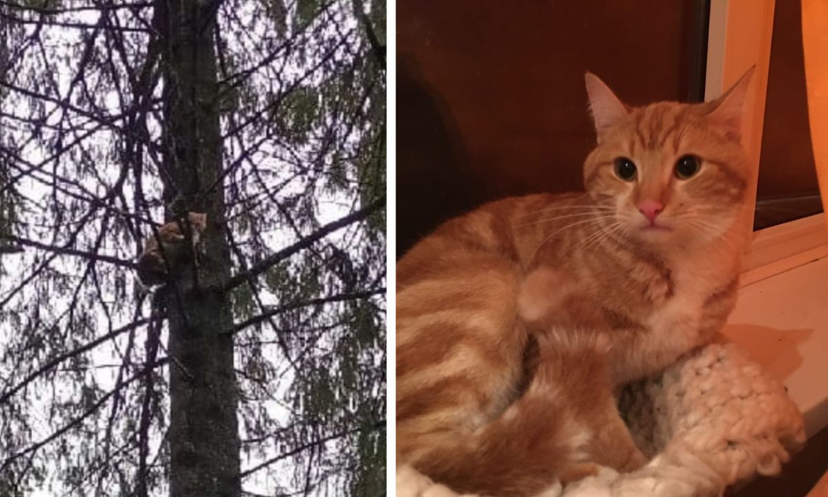 кот, дерево, залез
