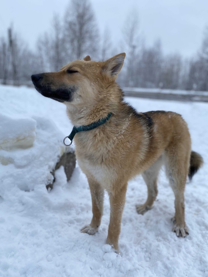 Ласка собака фото