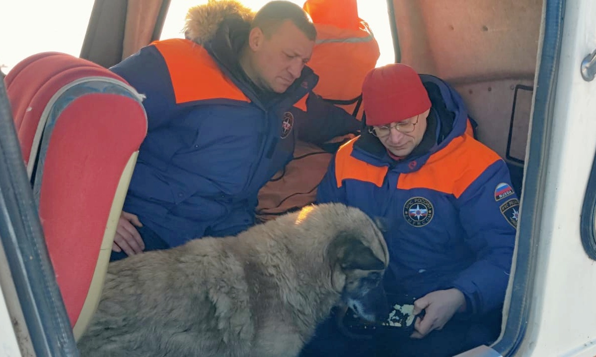 Сотрудники МЧС спасли вмерзшего в лед реки пса