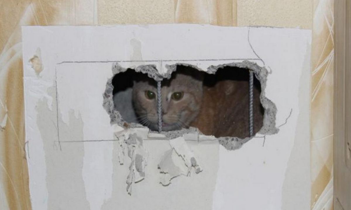 Котенок застрял в вентиляционной шахте