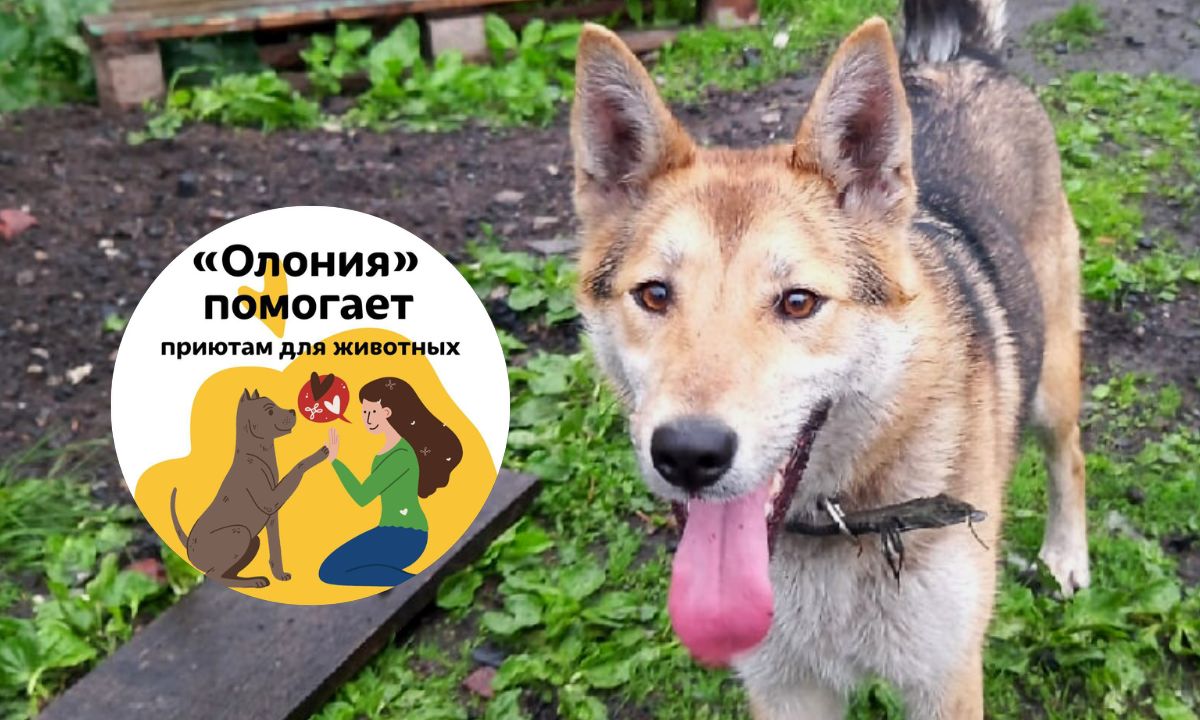 «Защитить себя, сидя на цепи, она не могла»: история собаки Стрелки из олонецкого приюта