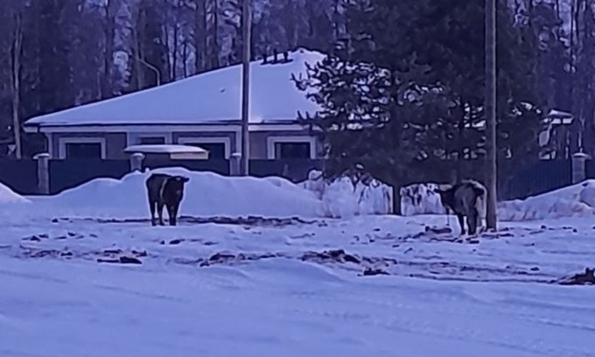 коровы, привязаны, снег