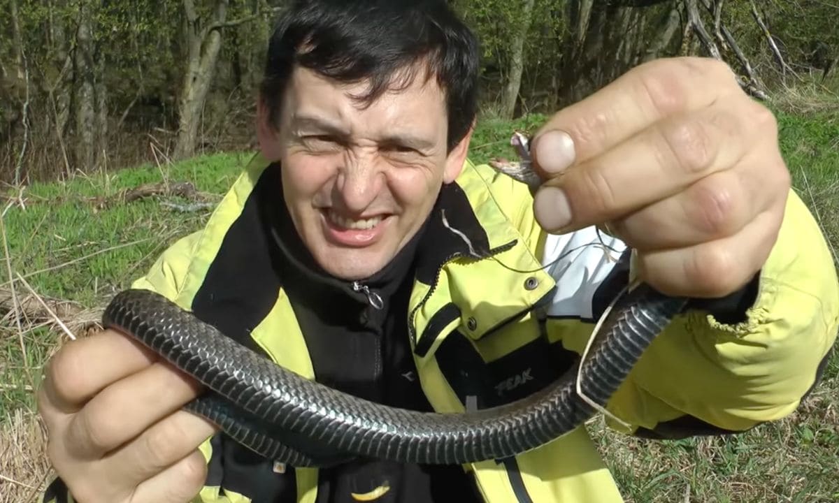 Как спастись от змей на садовом участке
