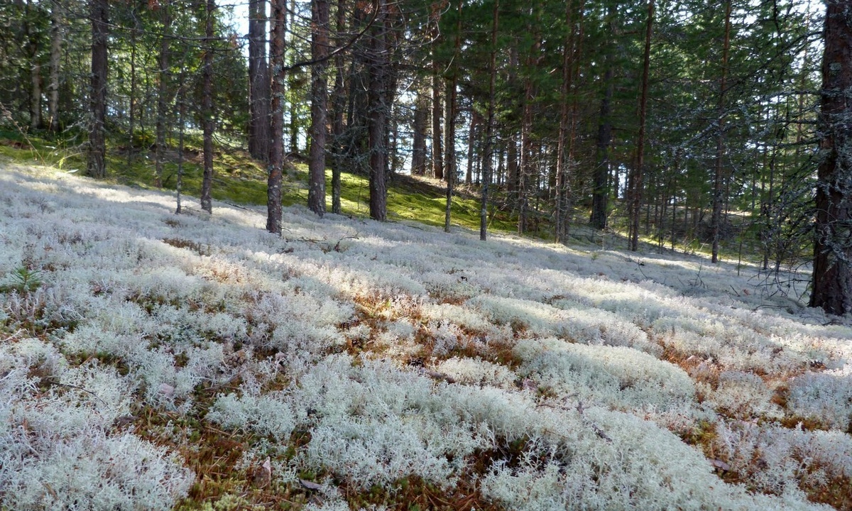 Ягель ул антикайнена 25 петрозаводск фото. Ягель Петрозаводск. Карелия лес ягель. Республика Карелия Петрозаводск проспект Ленина 28 ягель.