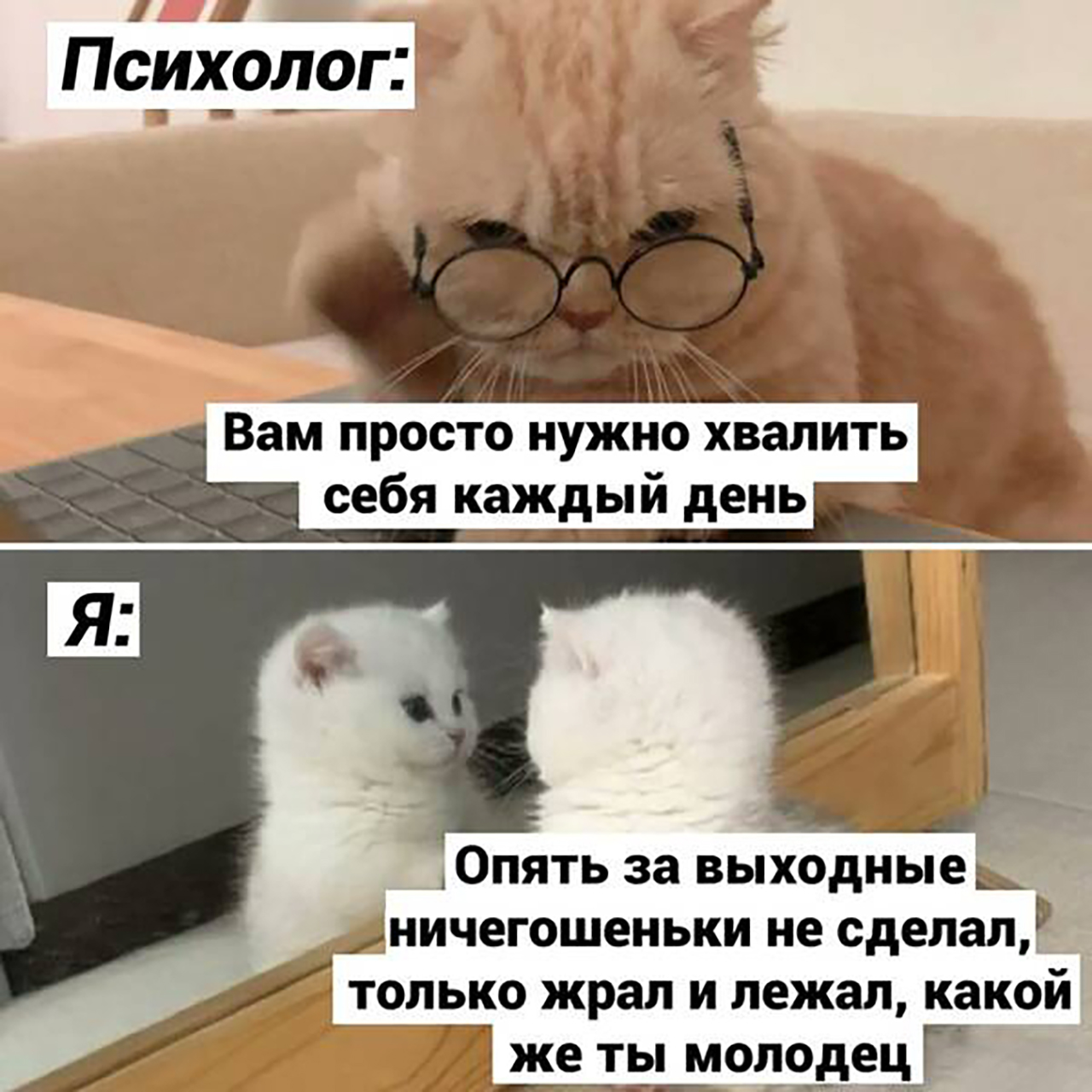 Кот психолог картинки