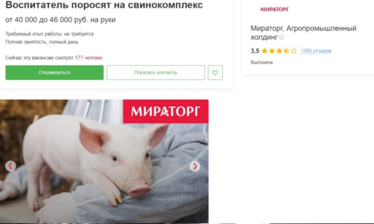 Заботиться и прививать им хорошие манеры». «Мираторг» ищет няню для поросят