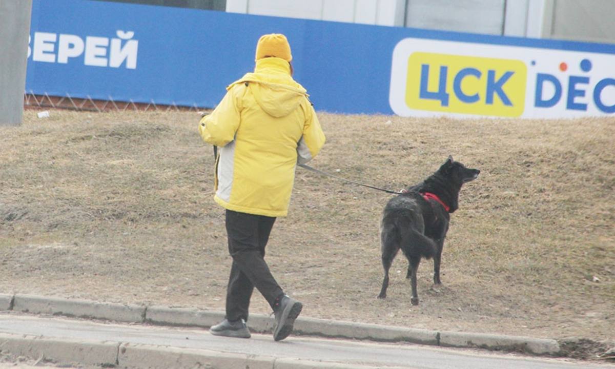 В Карелии запретили выгуливать собак без поводка