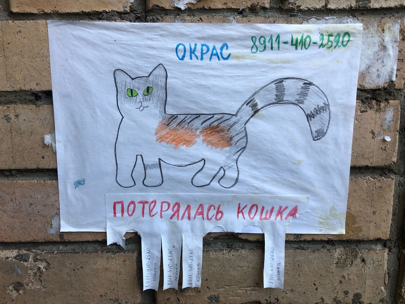 В Петрозаводске 81-летняя бабушка ищет пропавшую кошку с помощью рисунка