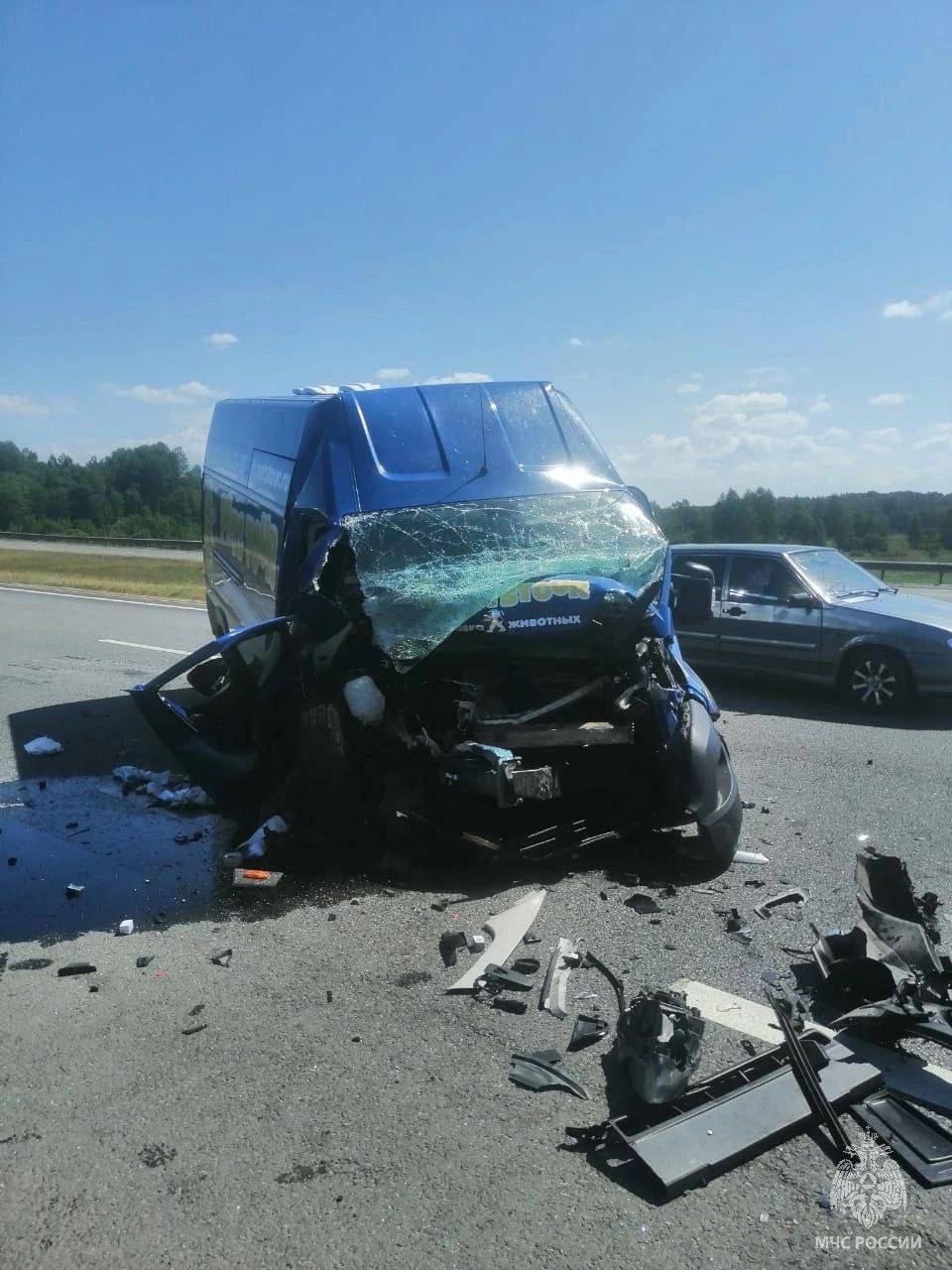 В страшной аварии пострадали 11 собак, 10 кроликов и три кошки | 06.07.2023  | Новости Петрозаводска - БезФормата