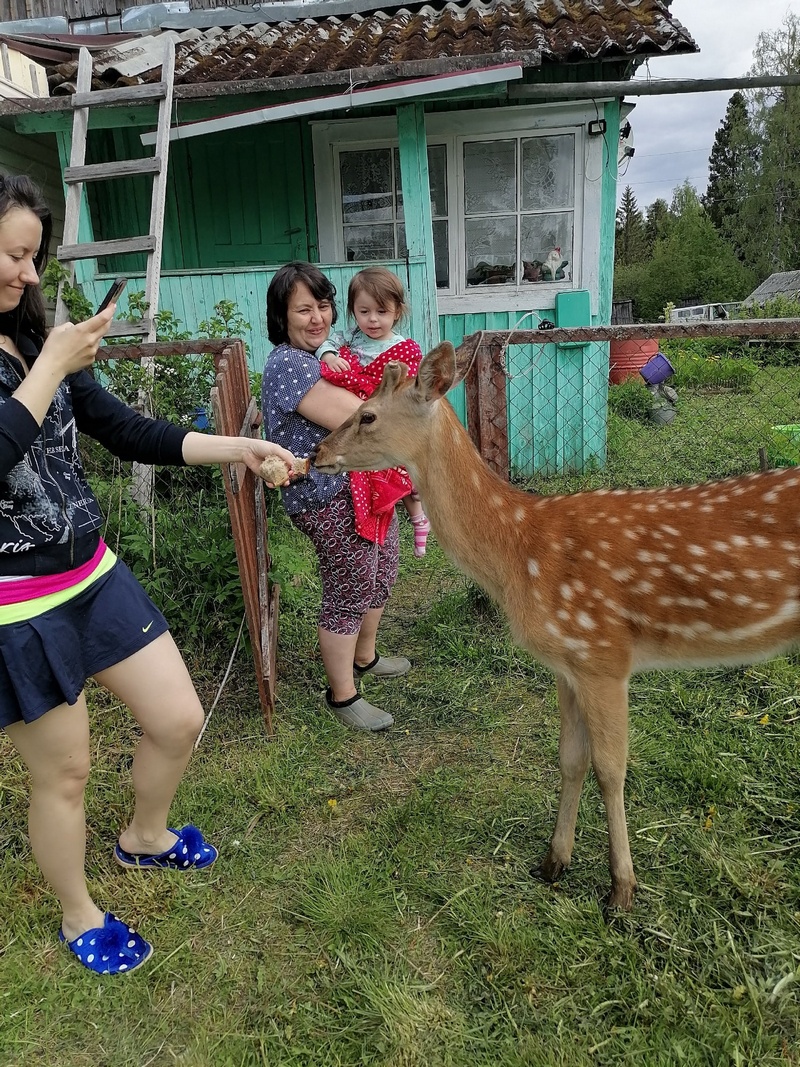 Олени в якутии фото